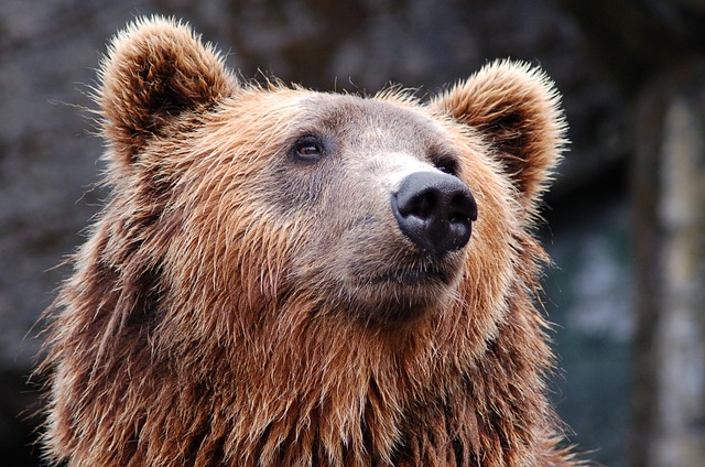 Что общего у берлоги, медведей и Берлина?